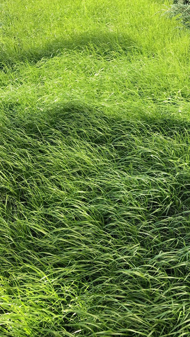 Field
